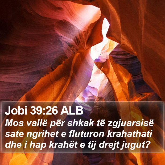 Jobi 39:26 ALB Bible Study