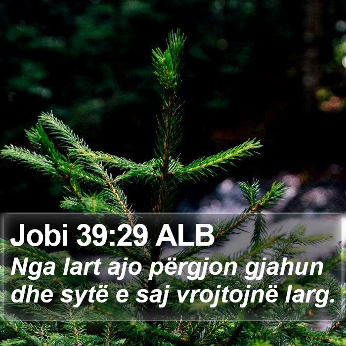Jobi 39:29 ALB Bible Study