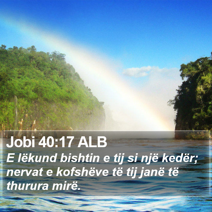 Jobi 40:17 ALB Bible Study