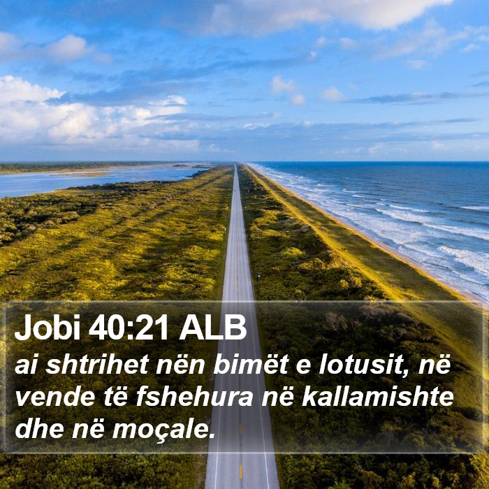 Jobi 40:21 ALB Bible Study