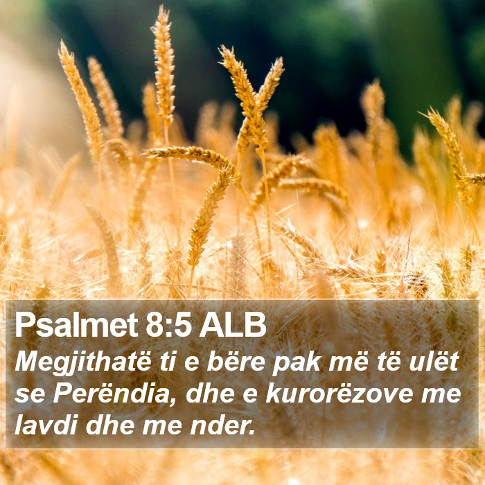 Psalmet 8:5 ALB Bible Study