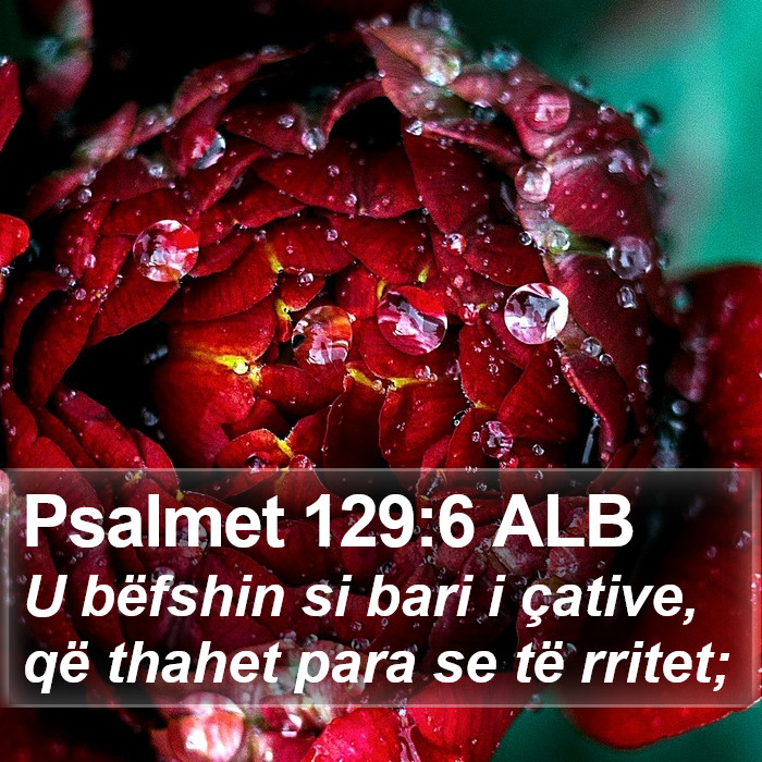 Psalmet 129:6 ALB Bible Study