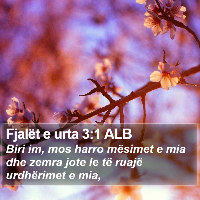 Fjalët e urta 3:1 ALB Bible Study