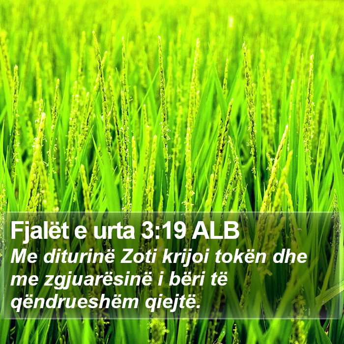 Fjalët e urta 3:19 ALB Bible Study