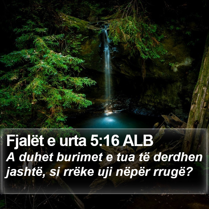 Fjalët e urta 5:16 ALB Bible Study