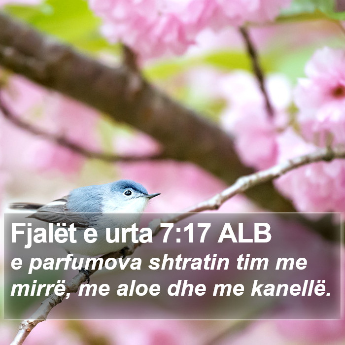 Fjalët e urta 7:17 ALB Bible Study