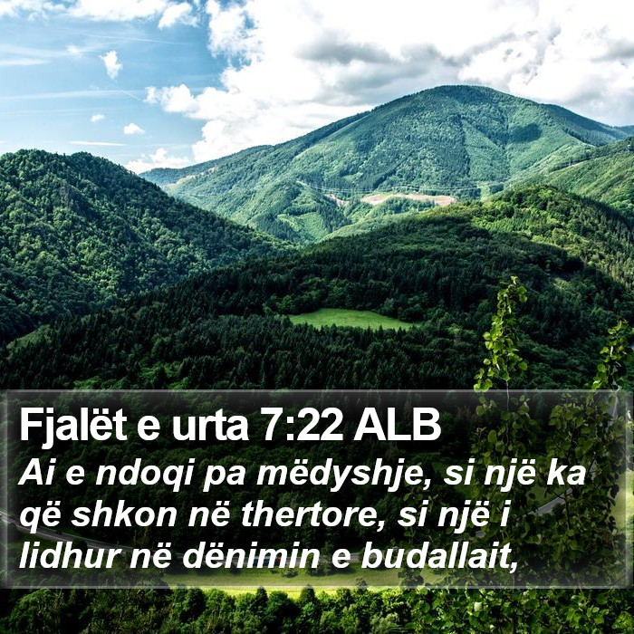 Fjalët e urta 7:22 ALB Bible Study