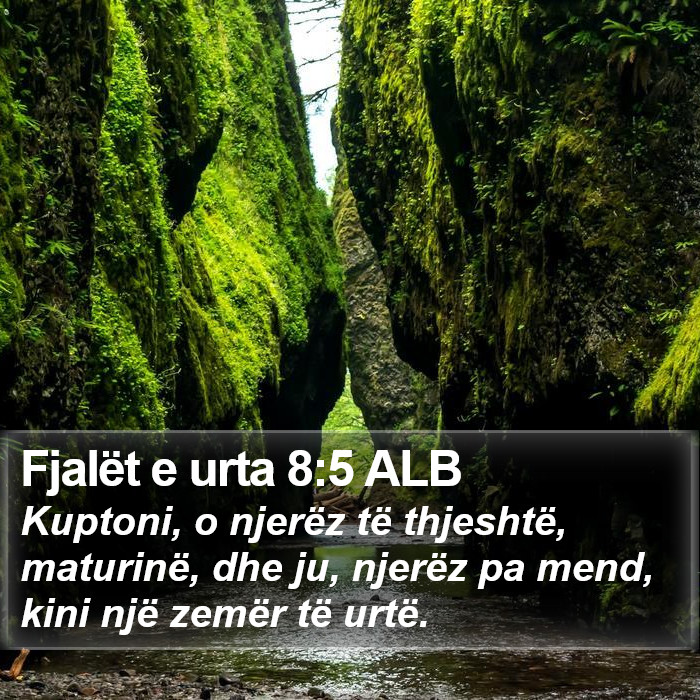 Fjalët e urta 8:5 ALB Bible Study