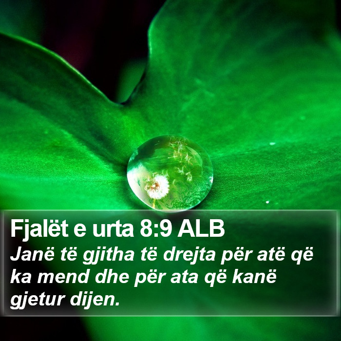 Fjalët e urta 8:9 ALB Bible Study