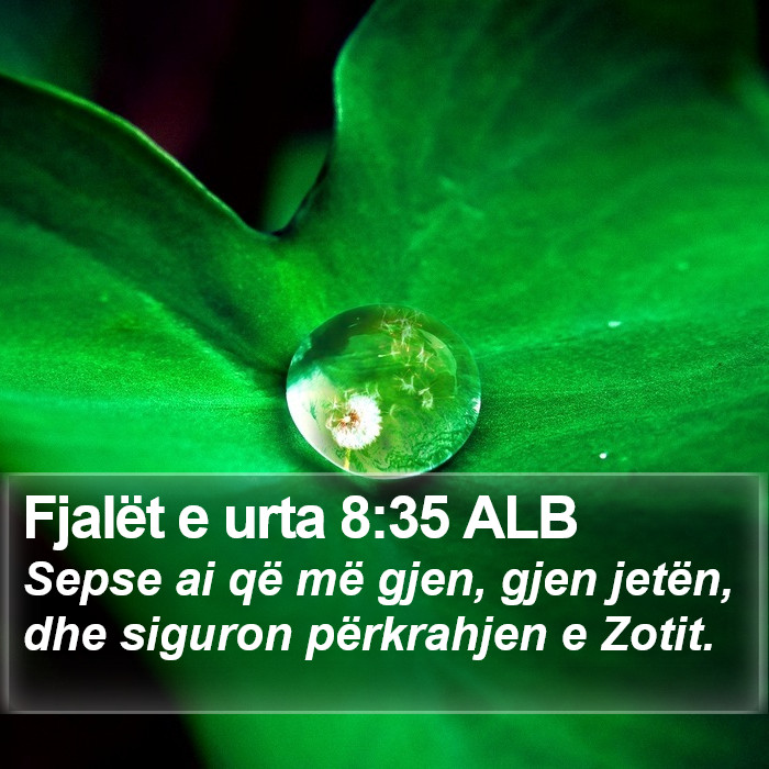 Fjalët e urta 8:35 ALB Bible Study