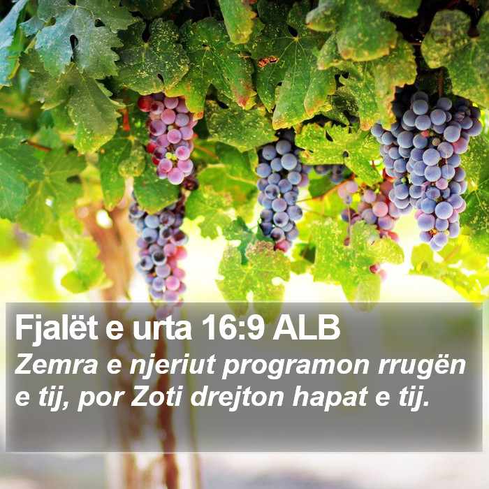 Fjalët e urta 16:9 ALB Bible Study