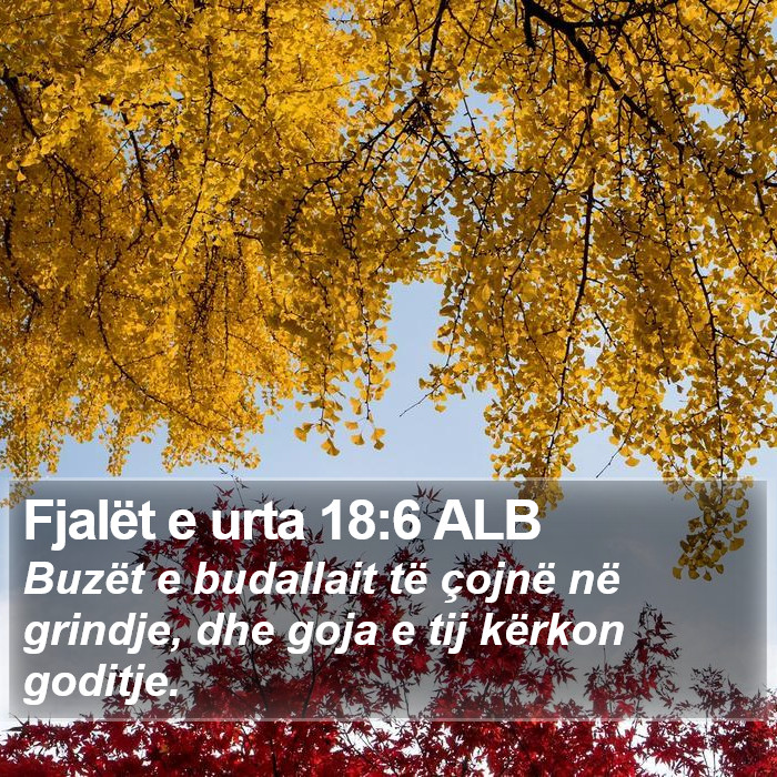 Fjalët e urta 18:6 ALB Bible Study