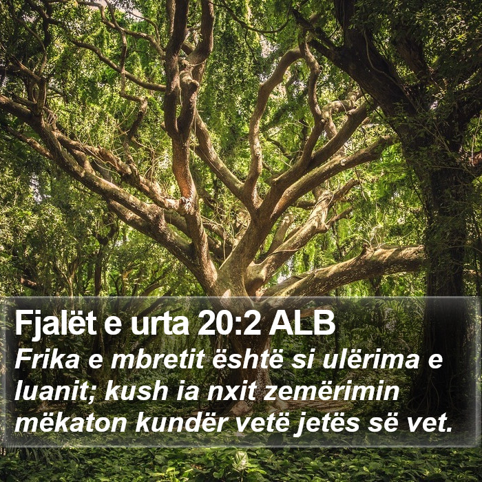 Fjalët e urta 20:2 ALB Bible Study