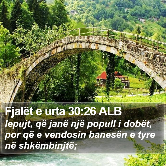 Fjalët e urta 30:26 ALB Bible Study