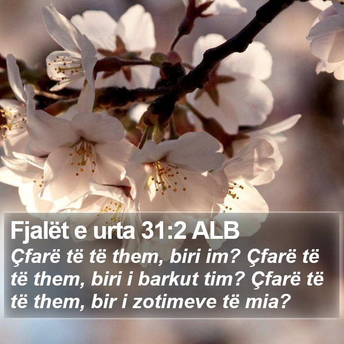 Fjalët e urta 31:2 ALB Bible Study