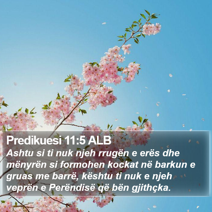 Predikuesi 11:5 ALB Bible Study