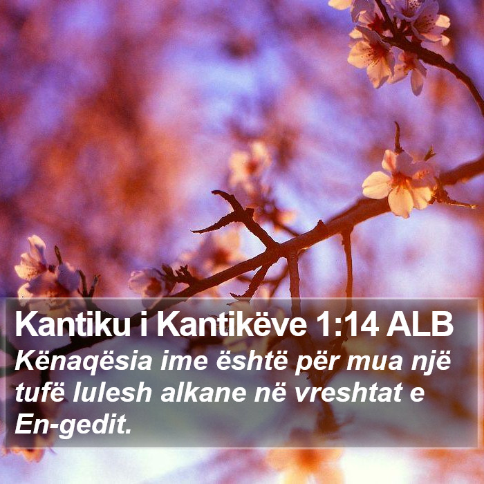 Kantiku i Kantikëve 1:14 ALB Bible Study