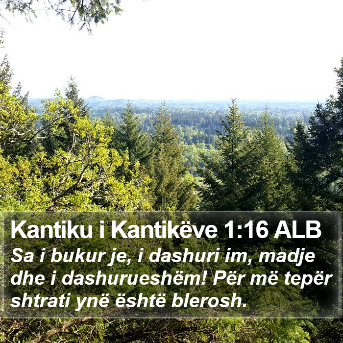 Kantiku i Kantikëve 1:16 ALB Bible Study