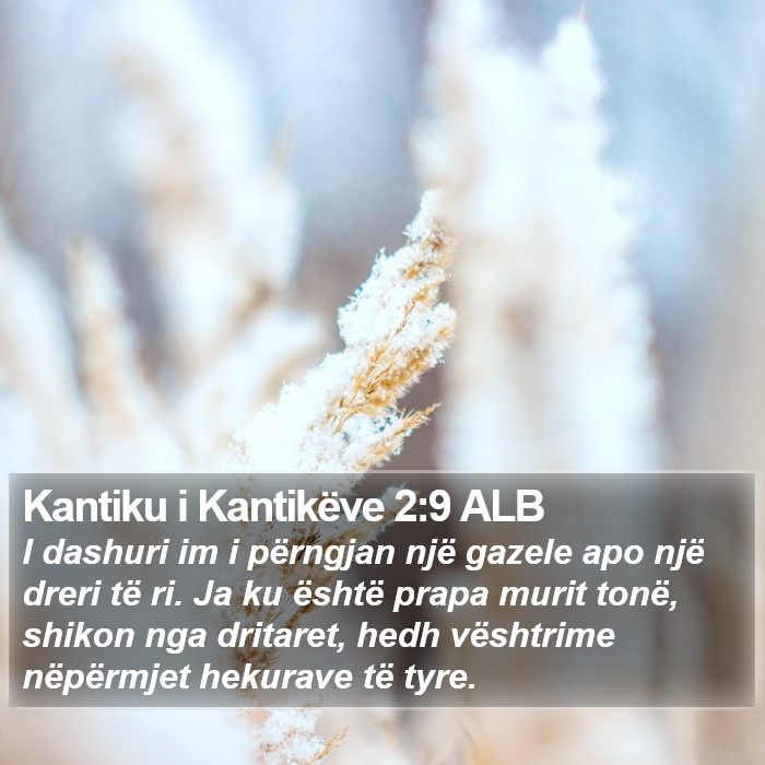 Kantiku i Kantikëve 2:9 ALB Bible Study