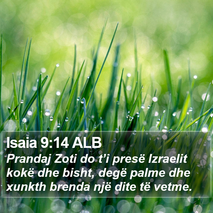 Isaia 9:14 ALB Bible Study