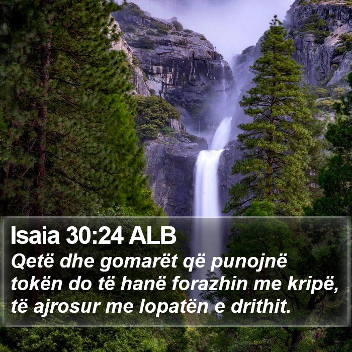 Isaia 30:24 ALB Bible Study