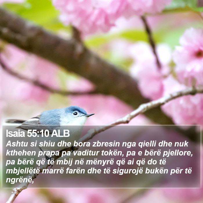 Isaia 55:10 ALB Bible Study