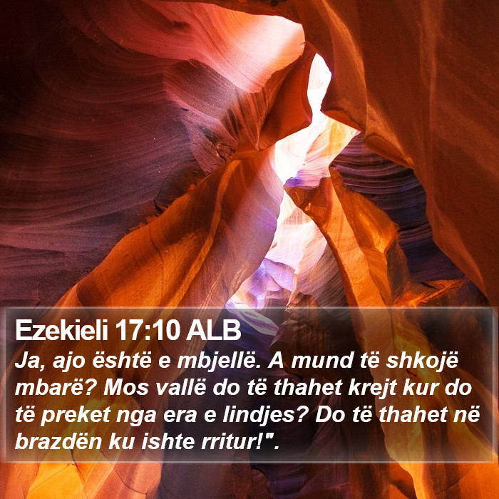 Ezekieli 17:10 ALB Bible Study
