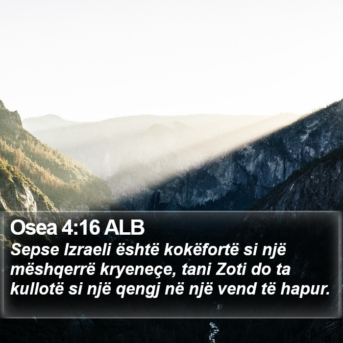 Osea 4:16 ALB Bible Study