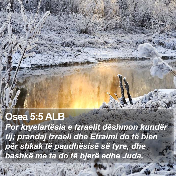 Osea 5:5 ALB Bible Study