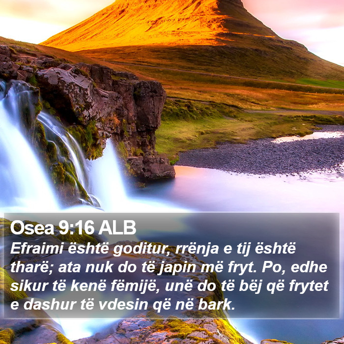 Osea 9:16 ALB Bible Study