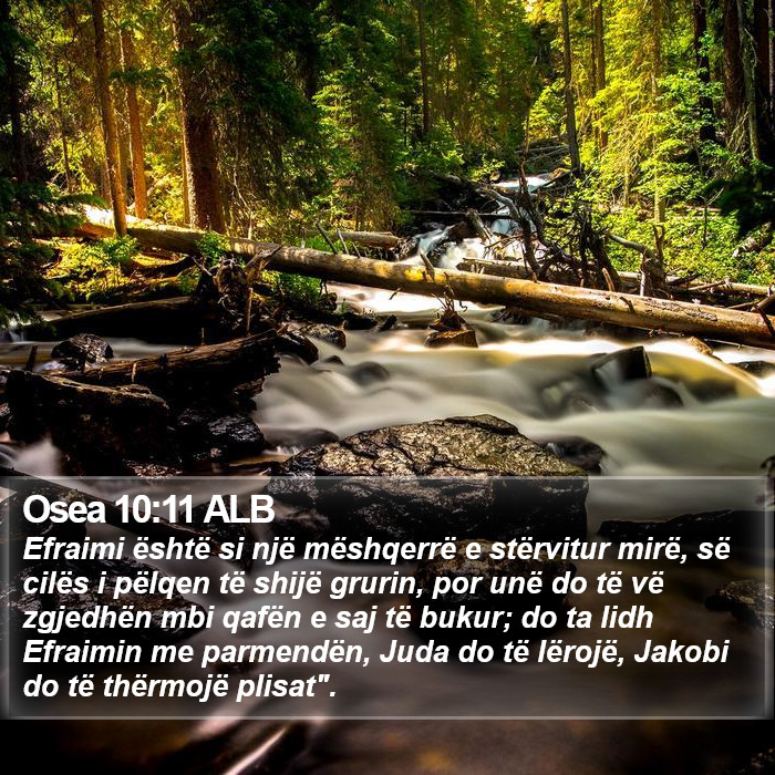 Osea 10:11 ALB Bible Study