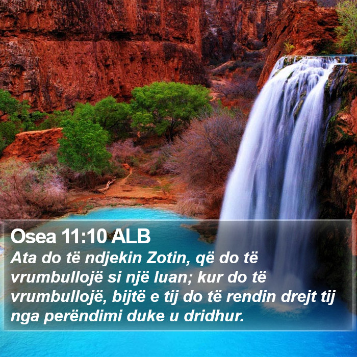 Osea 11:10 ALB Bible Study