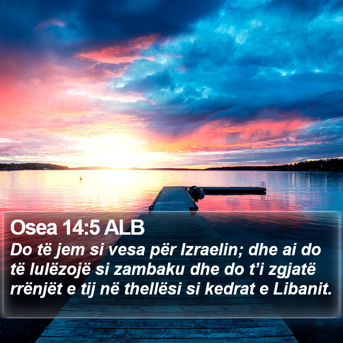 Osea 14:5 ALB Bible Study