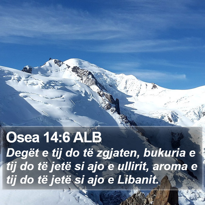 Osea 14:6 ALB Bible Study