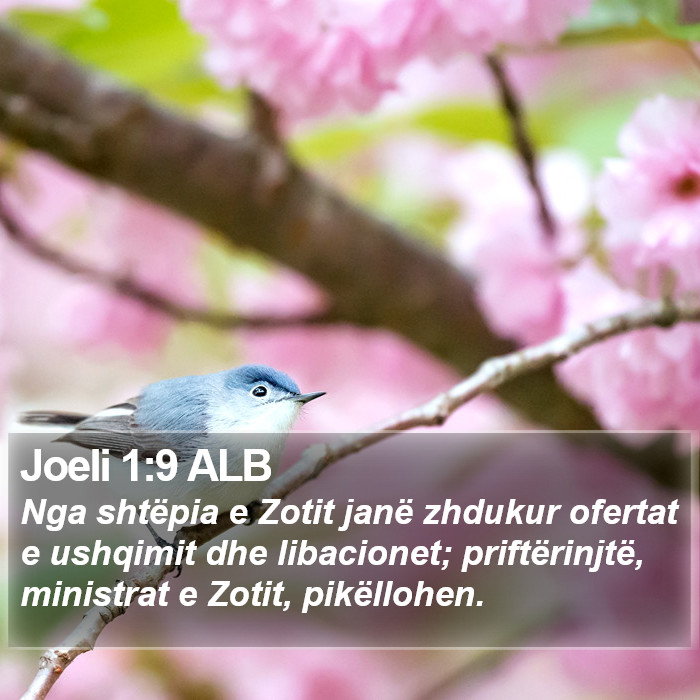 Joeli 1:9 ALB Bible Study