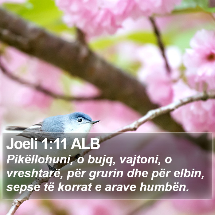 Joeli 1:11 ALB Bible Study