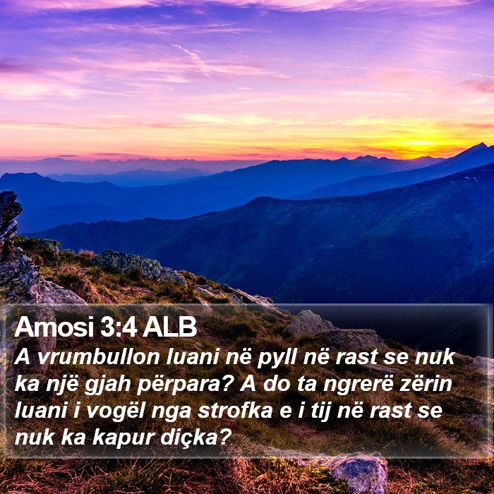 Amosi 3:4 ALB Bible Study