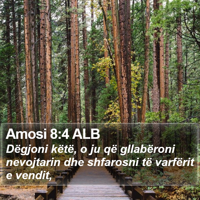 Amosi 8:4 ALB Bible Study