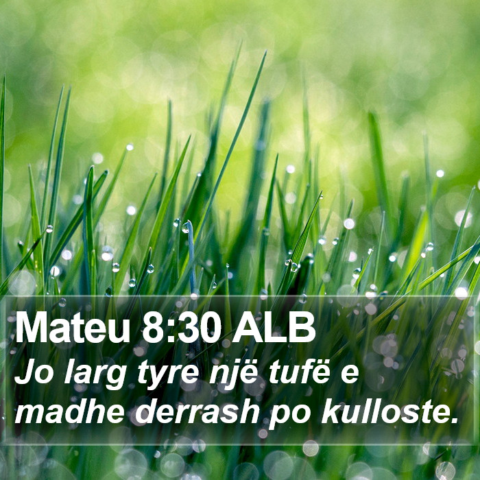 Mateu 8:30 ALB Bible Study