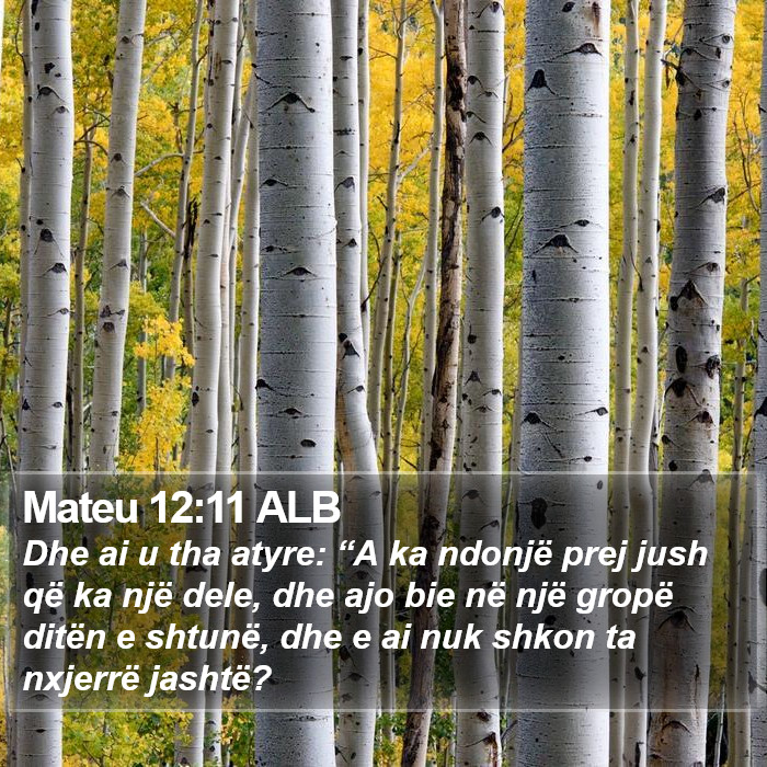 Mateu 12:11 ALB Bible Study