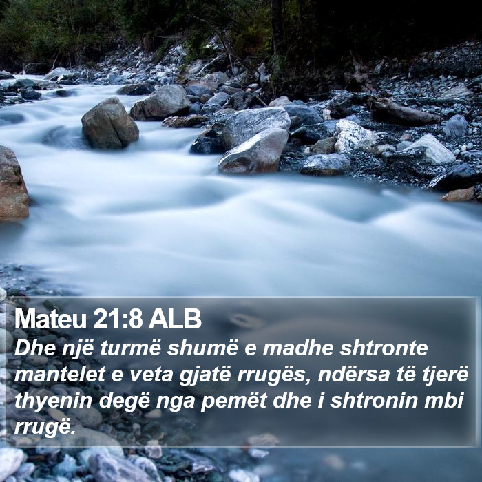 Mateu 21:8 ALB Bible Study
