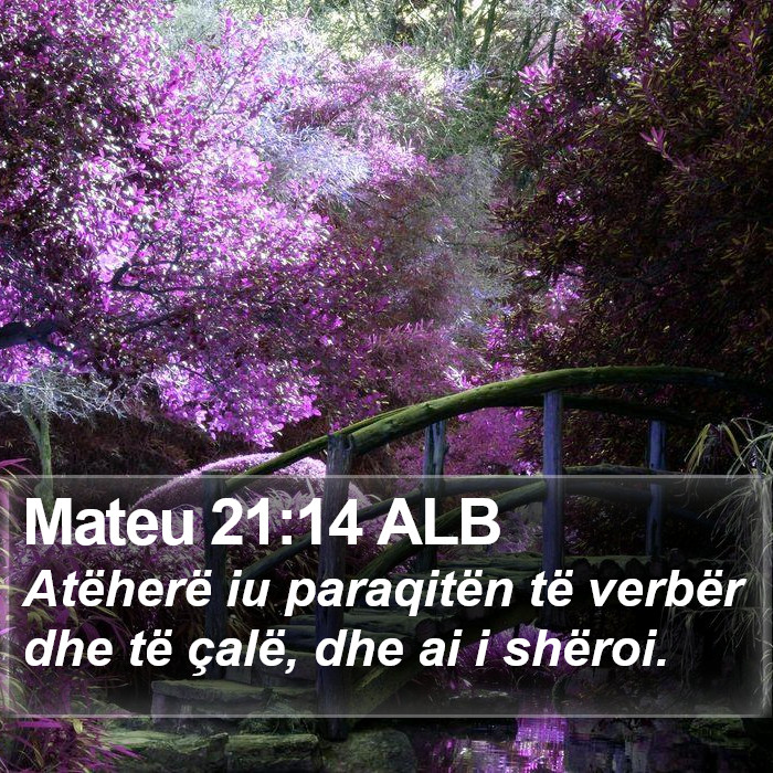 Mateu 21:14 ALB Bible Study
