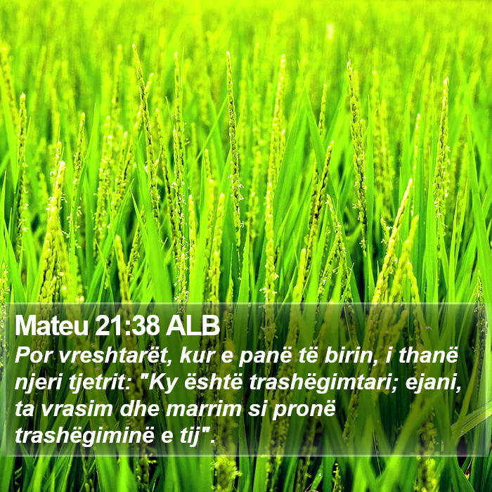 Mateu 21:38 ALB Bible Study