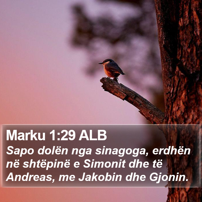 Marku 1:29 ALB Bible Study