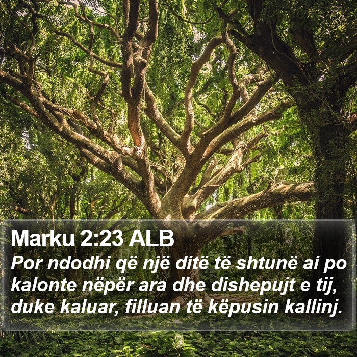 Marku 2:23 ALB Bible Study