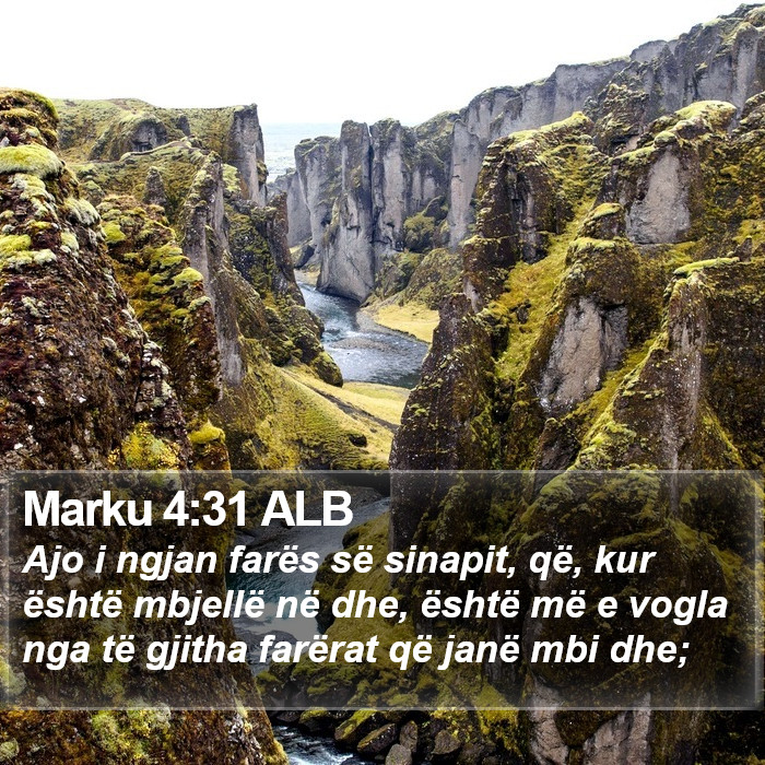 Marku 4:31 ALB Bible Study