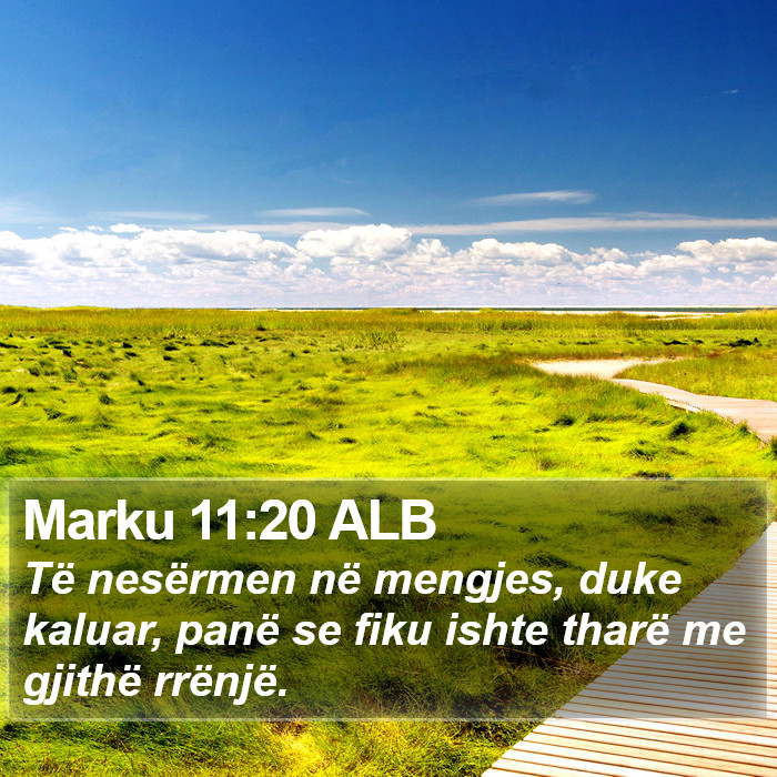 Marku 11:20 ALB Bible Study