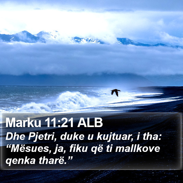 Marku 11:21 ALB Bible Study