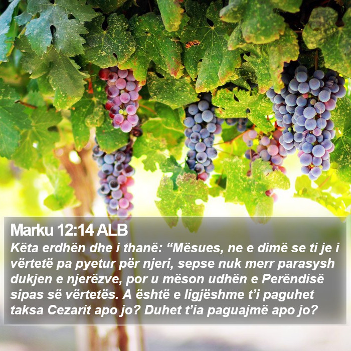 Marku 12:14 ALB Bible Study