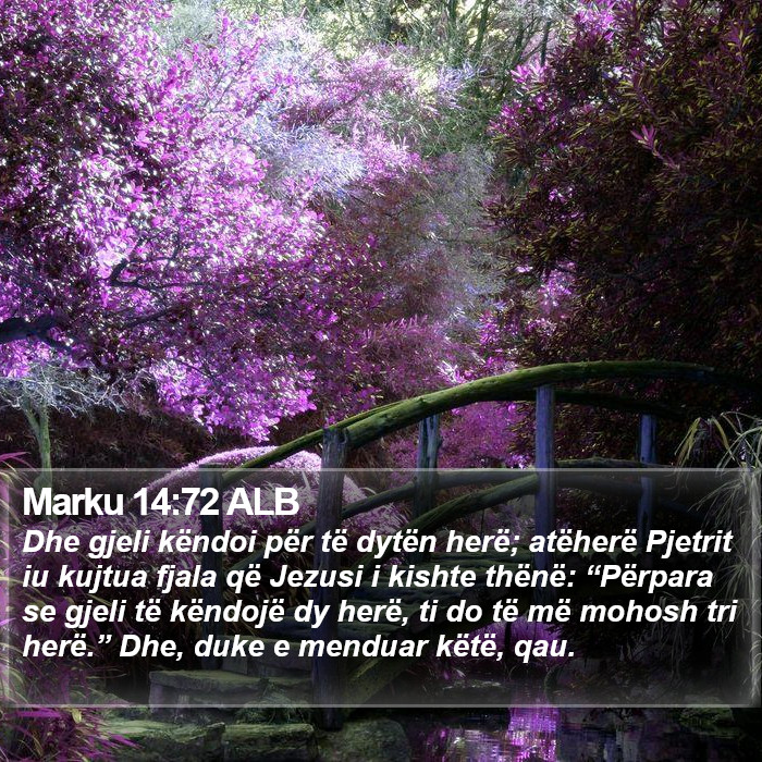 Marku 14:72 ALB Bible Study